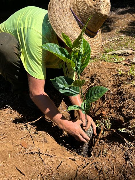 HOW TO PLANT YOUR FRUIT TREE - Natureworks Nursery