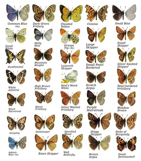 My quest to find all 59 British butterflies (and how I made my ...