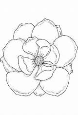 Magnolia Coloring Pages  Best Coloring For Kids sketch template
