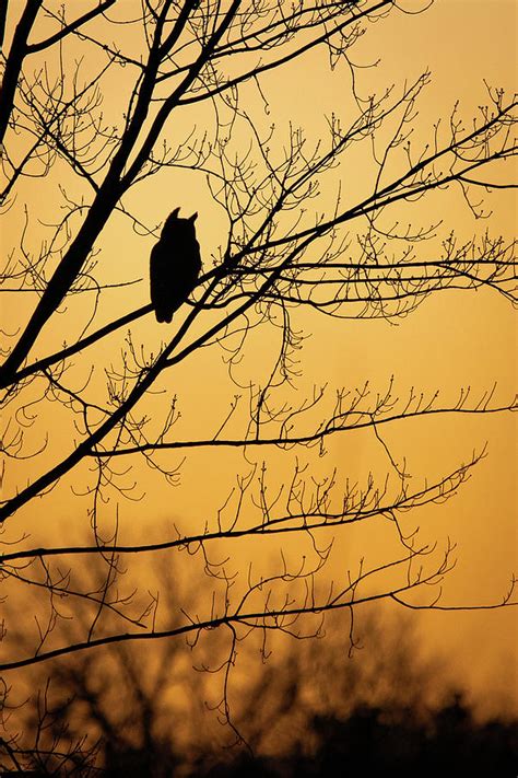 Great Horned Owl Silhouette Photograph by Mike Brickl - Fine Art America