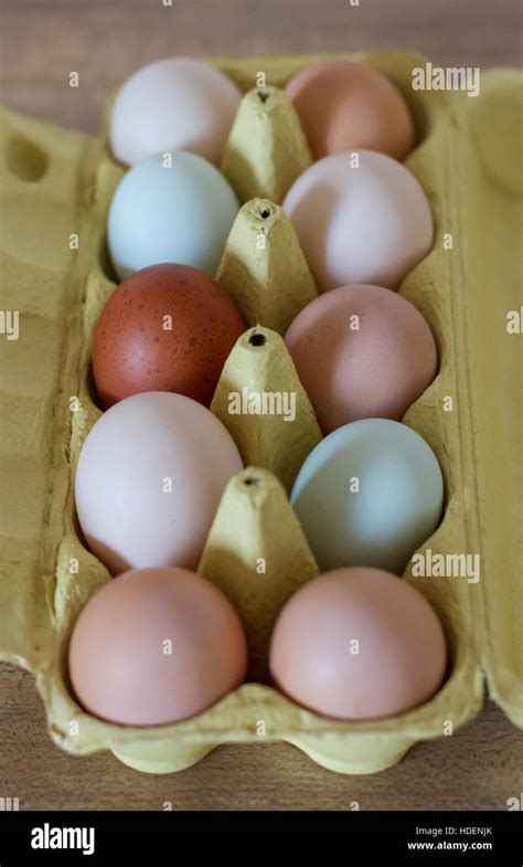 Free range chicken eggs Stock Photo - Alamy