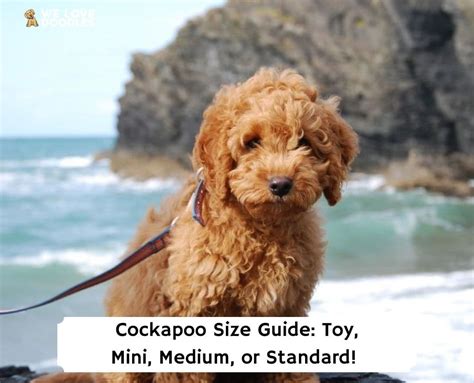 Cockapoo Size Guide: Toy, Mini, Medium, or Standard!