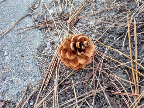 'Pine Tree Seeds' by analie.andilicio | Foap photo | Tree seeds, Tree ...