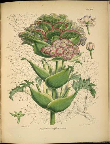 BibliOdyssey: Antarctica Botany