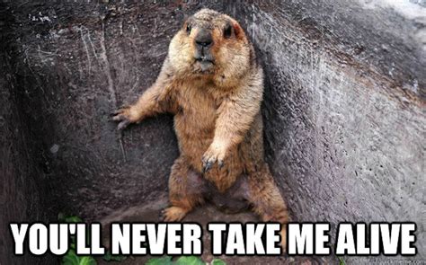 These Groundhog Punxsutawney Phil Memes Will Get You Through The Cold ...