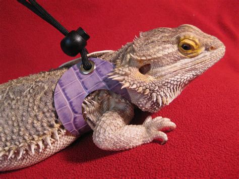 Homemade leather leash I made for my bearded dragon. Check out my Etsy ...