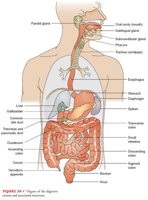 Anatomy of the Gastrointestinal Tract