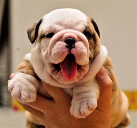 37+ English Bulldog Puppies Ny Photo - Bleumoonproductions