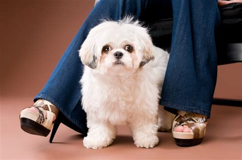 Do Shih Poo Puppies Shed