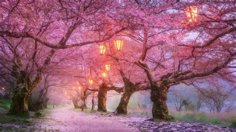 Japan Cherry Blossom Wallpapers - Top Free Japan Cherry Blossom ...