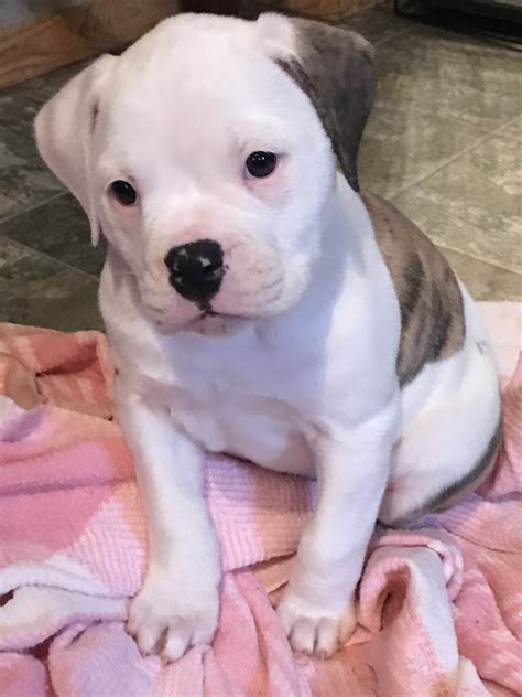 American Bulldog Puppies For Sale | Iowa Falls, IA #184334