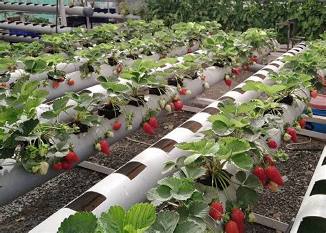 Farmer Grows 'Soil-less' Strawberries In 3,000 Sq Ft, Profits Rise By 70%