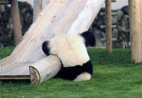 The 25 Funniest Animal Fails Ever