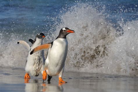 Gentoo Penguin Chick Chasing Adult | Smithsonian Photo Contest ...