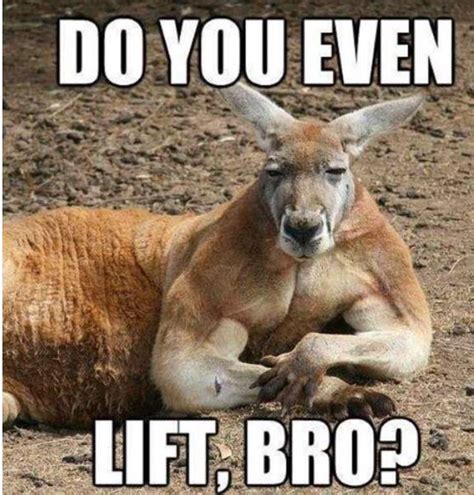 Pin by lisa burno on never stop laughing. | Male kangaroo, Kangaroo ...