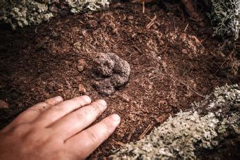 Where Do Truffles Grow? | LoveToKnow