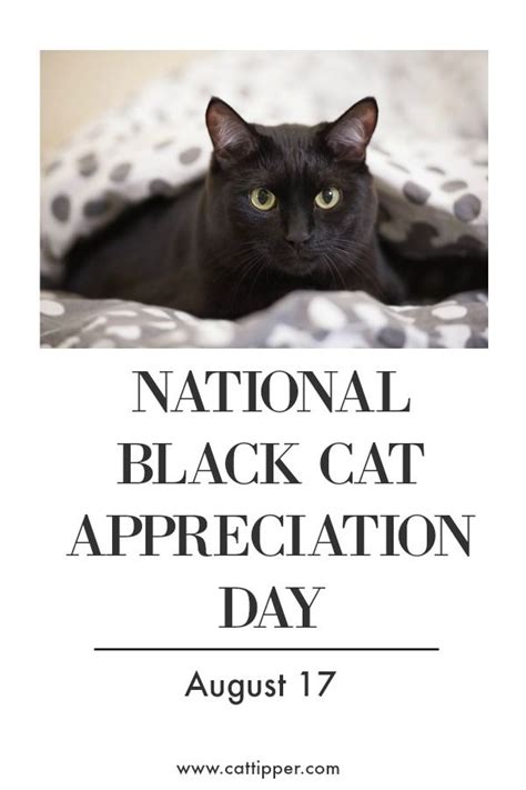 Celebrate National Black Cat Appreciation Day August 17 #blackcats # ...