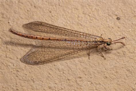 Adult Antlion Insect 13070614 Stock Photo at Vecteezy