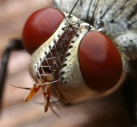 89 best Insect face images on Pinterest | Dressing rooms, Carnivals and Costume ideas