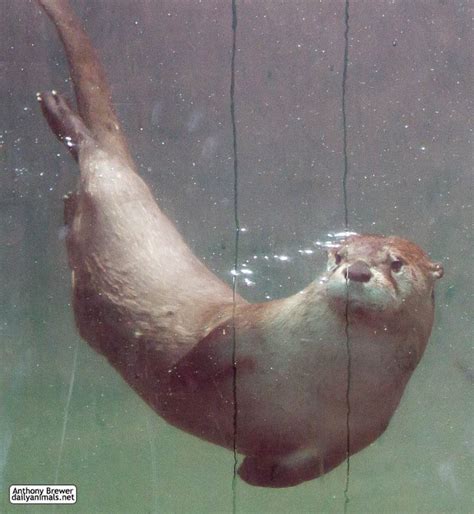 Underwater otter by jaffa-tamarin on DeviantArt | mammals | Pinterest ...