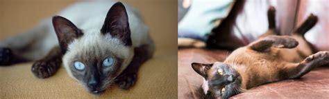 Siamese vs Burmese - Breed Comparison | MyCatBreeds