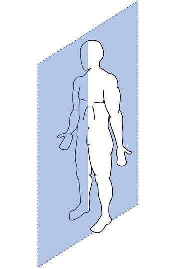 Bilateral Symmetry - Definition and Examples | Biology Dictionary