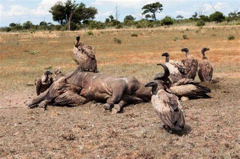 Examples Of Scavengers Animals