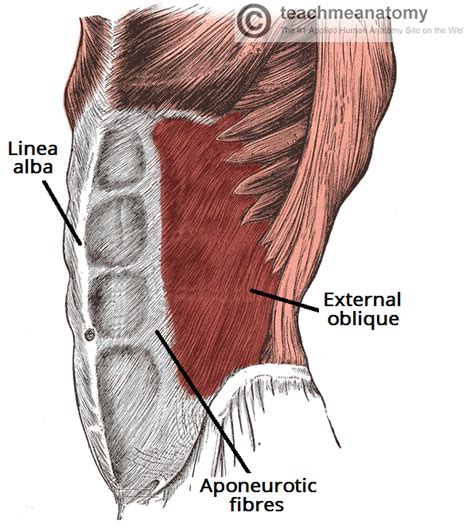 obliques muscles - Google претрага | Muscular system anatomy, Pelvis anatomy, Anatomy