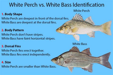 White Perch vs. White Bass: A Simple Guide