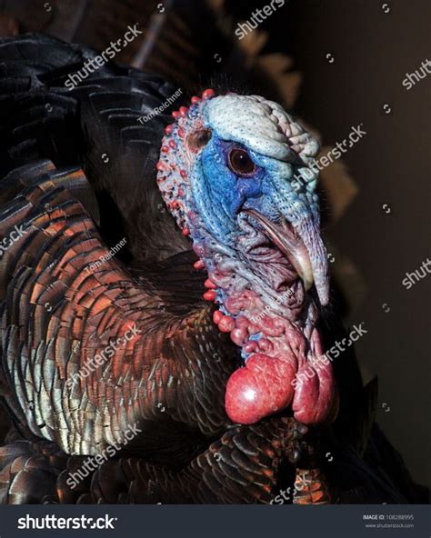 Wild Turkey Gobbler Highly Detailed Head Stock Photo (Edit Now) 108288995 | Wild turkey, Turkey ...