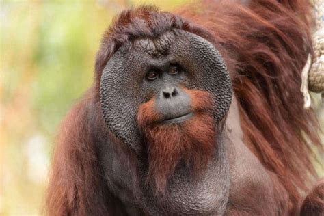 Understanding The Average IQ Of Orangutans: A Comprehensive Insight