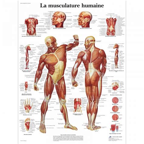 Planche anatomique de la musculature 3B Scientific chez toomedical