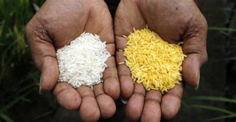 Despite Dumping Millions into GMO Rice, Study Shows they Still Can't ...