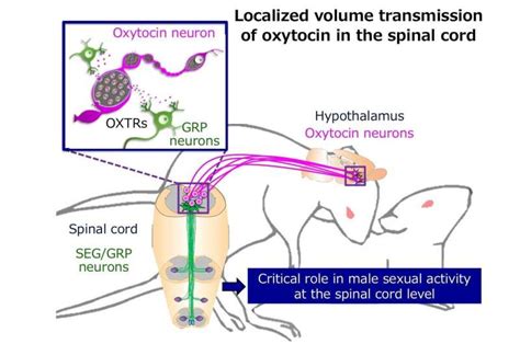 Lovestruck by oxytocin. Novel roles of the hormone in controlling male sexual function