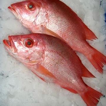 Frozen Red Sea Bream Manufacturer in Delhi Delhi India by BELFAS BVBA ...