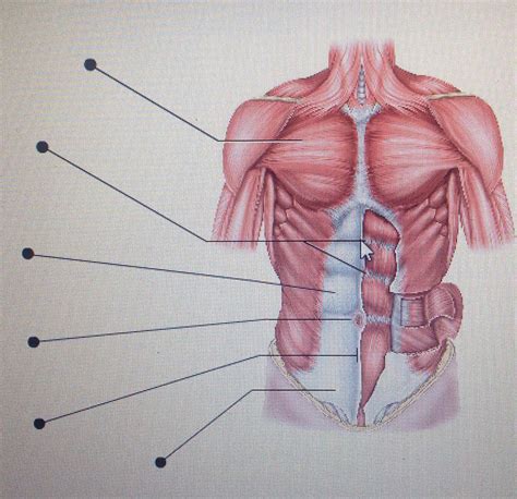 Abdominal cavity | Anatomy and physiology, Human