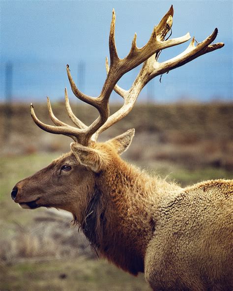 Tule Elk State Natural Reserve Visitors Guide — Flying Dawn Marie | Travel blog, guides ...