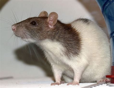 125+ Cute and Clever Names for Your Pet Rat - PetHelpful