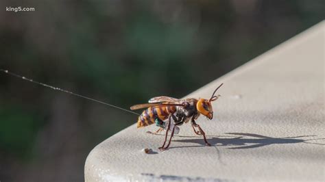 First Asian giant hornet nest in US found in Whatcom County | king5.com