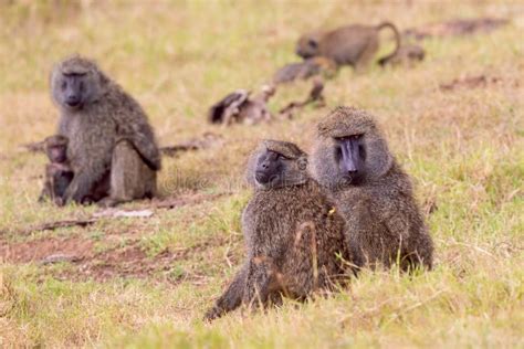 Baboon Troops Stock Photos - Free & Royalty-Free Stock Photos from Dreamstime