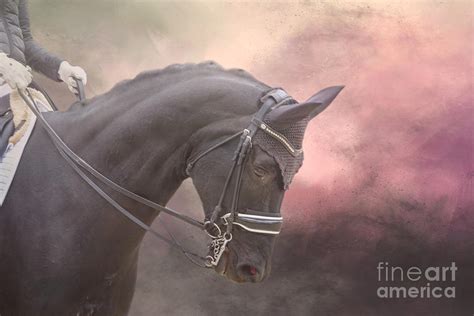 Black Dressage Horse 01 Photograph by Elisabeth Lucas - Fine Art America