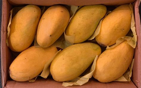 Why Mangoes Grown in Pakistan Are Popular Across The World – Organic ...