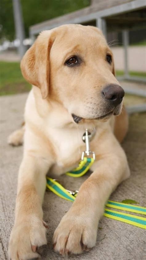 Labrador Training HQ (LabTrainingHQ) on Twitter | Lab dogs, Labrador ...