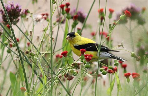 Goldfinch Feeding On Flowers Photograph by Siyano Prach