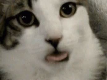 Tongue Cat GIF - Tongue Cat - Discover & Share GIFs