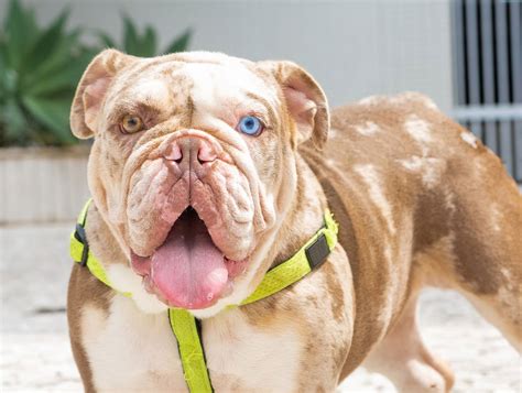 Merle English Bulldog: Traits, Health Issues & Care Guide – PawSafe