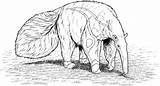 Anteater Coloring Pages Getcoloringpagescom Sketch Page sketch template