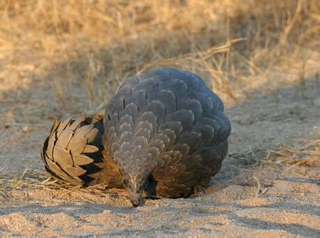 Pangolin | Species | WWF