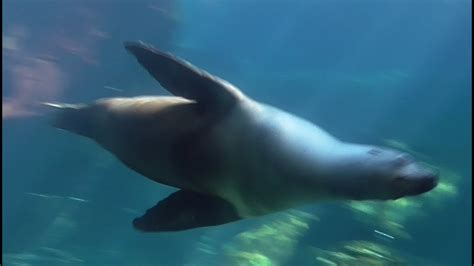 New Zealand Fur Seals Swimming - YouTube