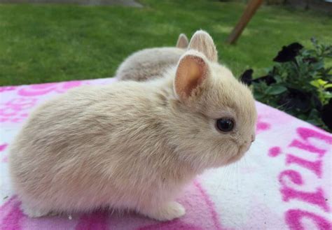 Netherland Dwarf rabbit-8 – Pets Nurturing